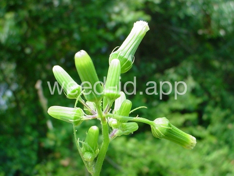 burnweed, American
